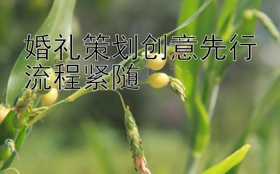 婚礼策划创意先行流程紧随