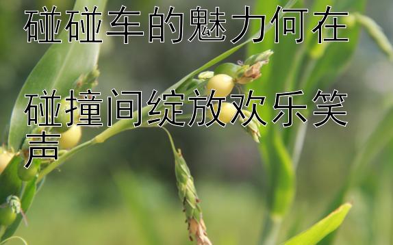 碰碰车的魅力何在  
碰撞间绽放欢乐笑声